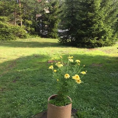 Borovic * Zlatibor